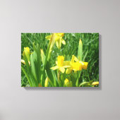 Buttercup Yellow Daffodils Canvas Afdruk (Voorkant)