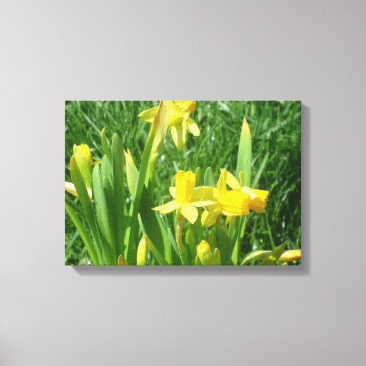 Buttercup Yellow Daffodils Canvas Afdruk (Voorkant)