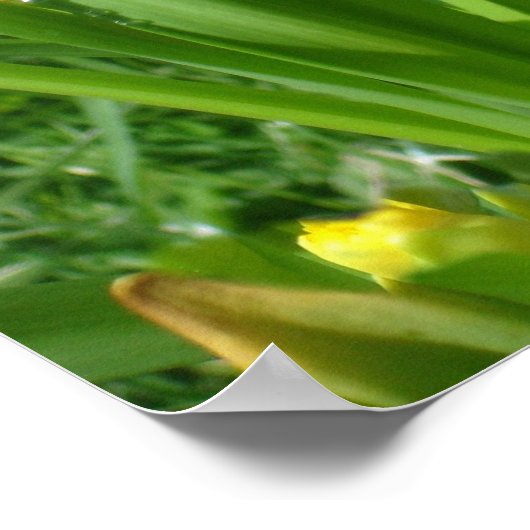 Buttercup Yellow Daffodils Poster (Hoek)