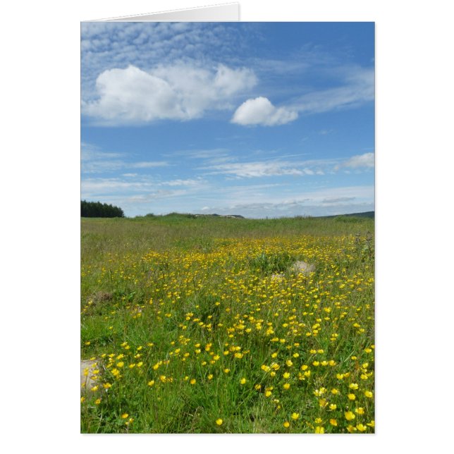 "Buttercups!" (Voorkant)