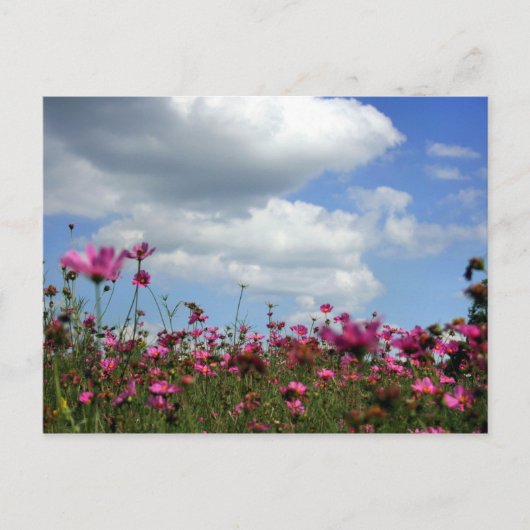 Buttercups Briefkaart (Voorkant)