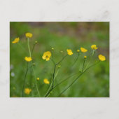 Buttercups Briefkaart (Voorkant)
