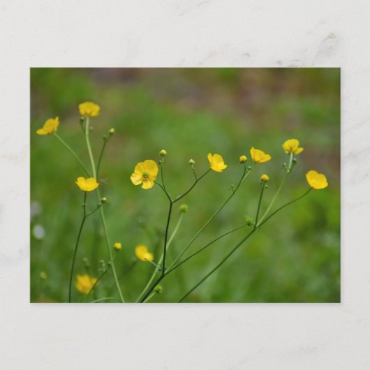 Buttercups Briefkaart (Voorkant)