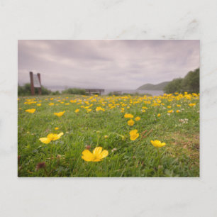 Buttercups in Schotland Briefkaart