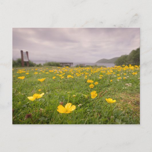 Buttercups in Schotland Briefkaart (Voorkant)
