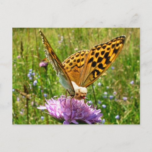 Butterdog Briefkaart (Voorkant)