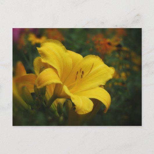 Buttered Popcorn Garden - Daylily Briefkaart (Voorkant)