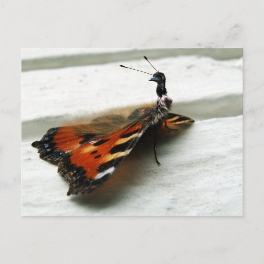 Butteremu Briefkaart (Voorkant)