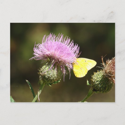 BUTTERFLES EN THISTTEEL BRIEFKAART (Voorkant)