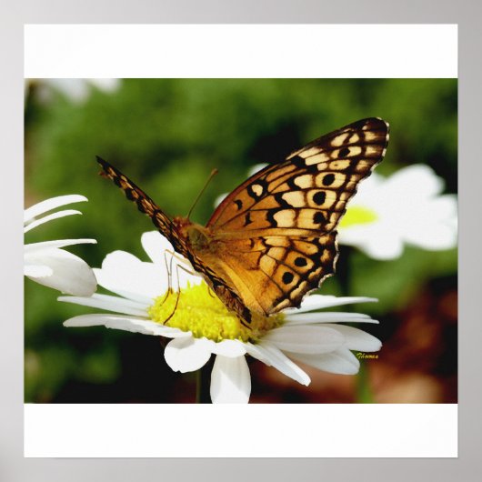 BUTTERFLES OP EEN DAGELIJKSE Poster (Voorkant)