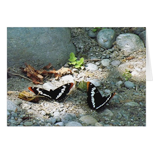 Butterflies (Voorkant Horizontaal)