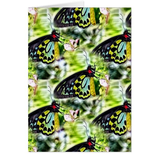 Butterflies (Voorkant)