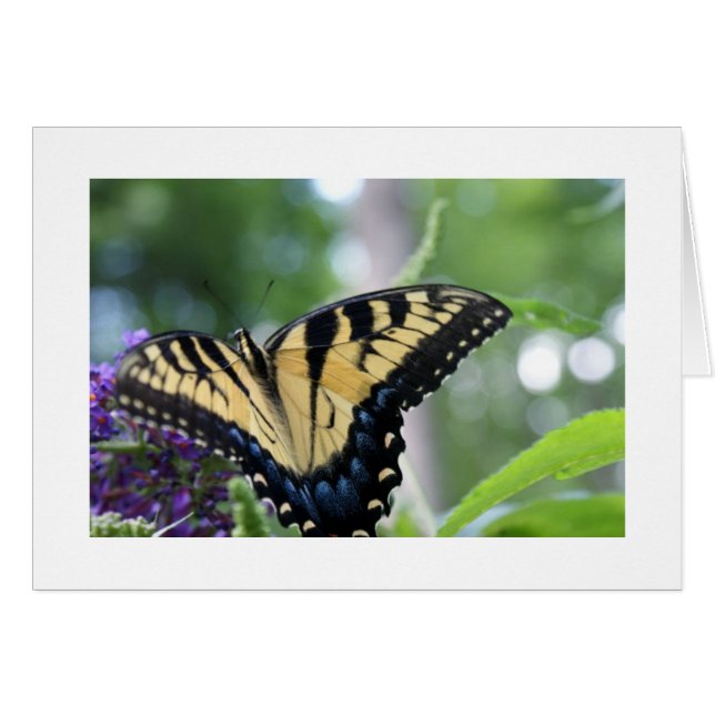 Butterflies (Voorkant Horizontaal)