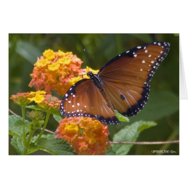 Butterflies 033 (Voorkant Horizontaal)