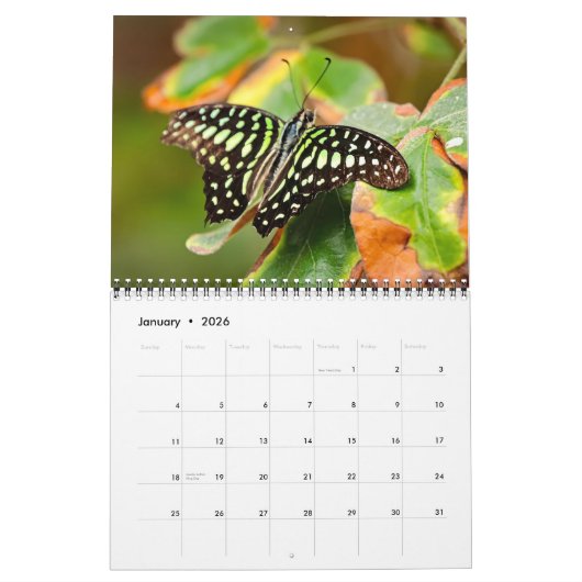 Butterflies 12 Month Wall Calendar 2026 Kalender (Jan 2026)