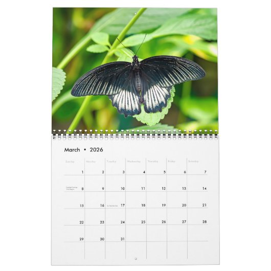 Butterflies  12 Month Wall Calendar 2026 Kalender (Mar 2026)