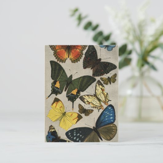 Butterflies  1904 briefkaart (Staand voorkant)