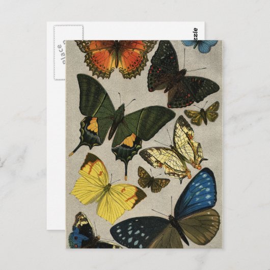 Butterflies  1904 briefkaart (Voorkant / Achterkant)