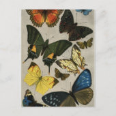 Butterflies  1904 briefkaart (Voorkant)