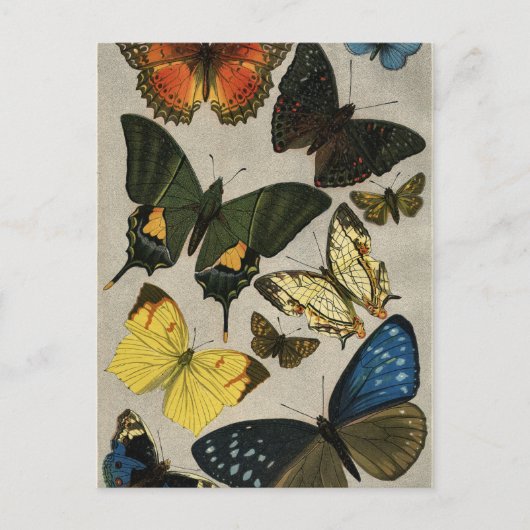 Butterflies 1904 briefkaart (Voorkant)