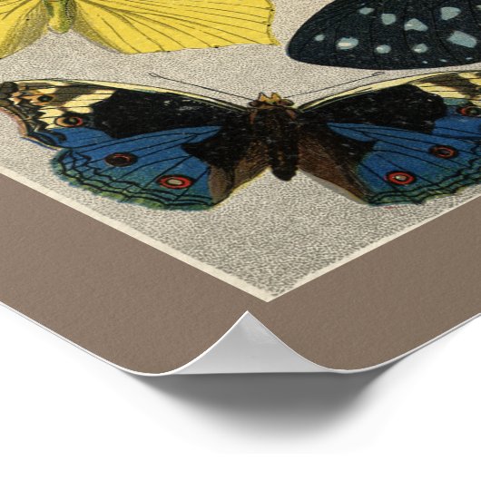 Butterflies 1904 Illustration Poster (Hoek)