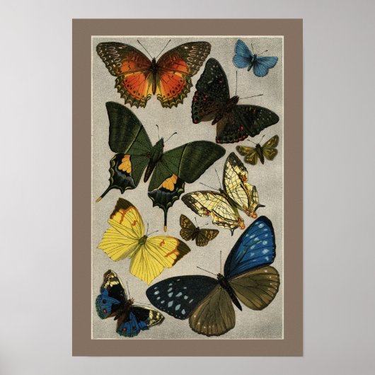 Butterflies  1904 Illustration Poster (Voorkant)