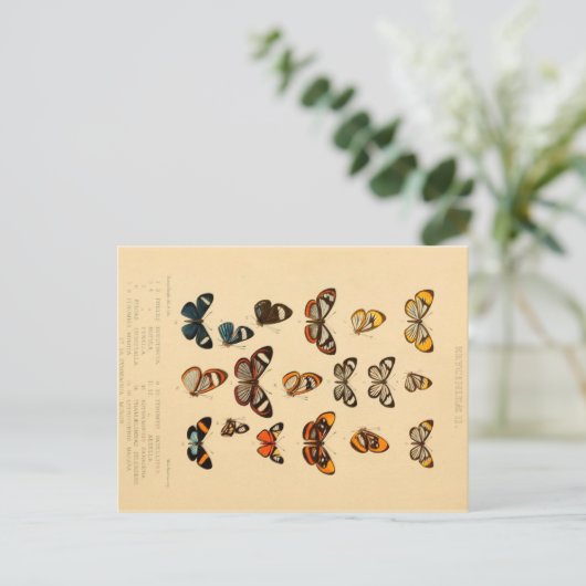 Butterflies 2  Briefkaart (Staand voorkant)