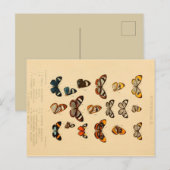 Butterflies 2  Briefkaart (Voorkant / Achterkant)
