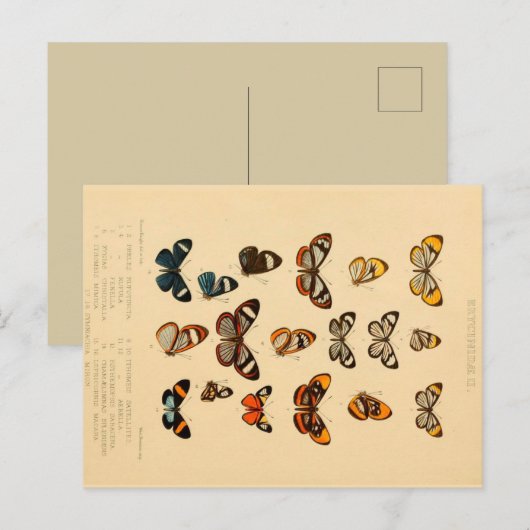 Butterflies 2  Briefkaart (Voorkant / Achterkant)