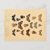 Butterflies 2  Briefkaart (Voorkant)