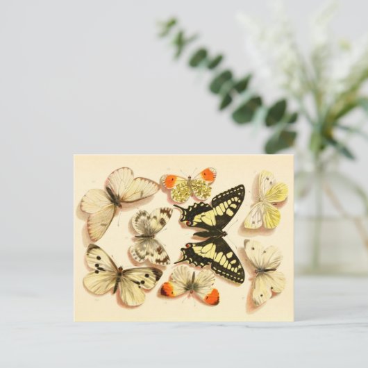 Butterflies 3 Briefkaart (Staand voorkant)