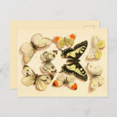 Butterflies 3  Briefkaart (Voorkant / Achterkant)