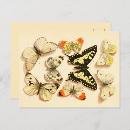 Butterflies 3  Briefkaart (Voorkant / Achterkant)