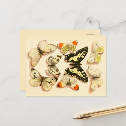 Butterflies 3  Briefkaart (Voorkant / Achterkant in situ)