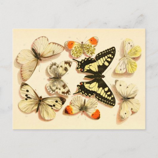 Butterflies 3  Briefkaart (Voorkant)
