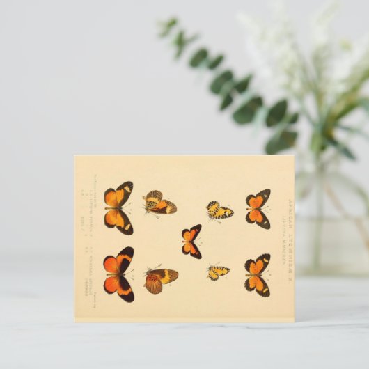Butterflies 3  Briefkaart (Staand voorkant)