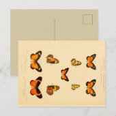 Butterflies 3  Briefkaart (Voorkant / Achterkant)