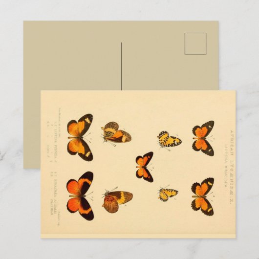 Butterflies 3  Briefkaart (Voorkant / Achterkant)
