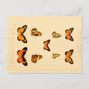 Butterflies 3 Briefkaart