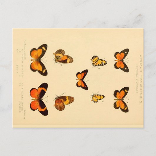 Butterflies 3  Briefkaart (Voorkant)