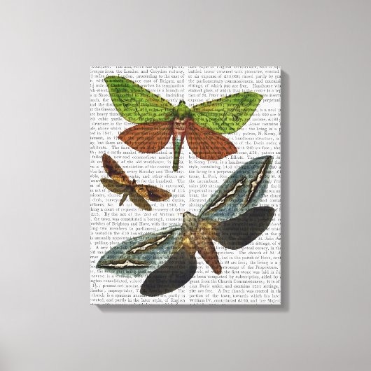Butterflies 4 canvas afdruk (Voorkant)