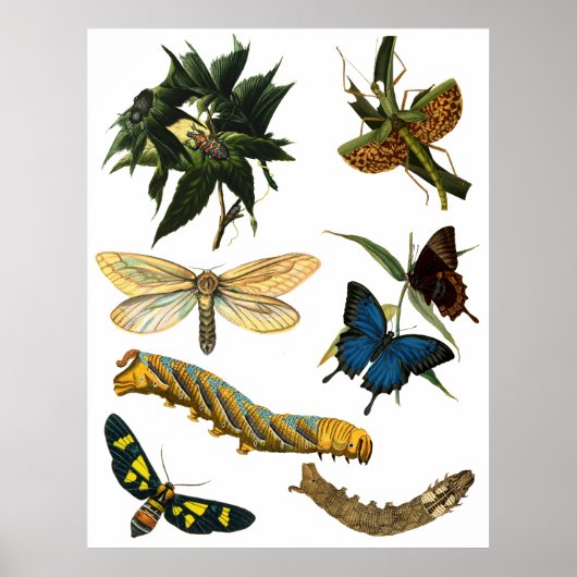 Butterflies Beetle Bugs snijdt collage kunst Poster (Voorkant)