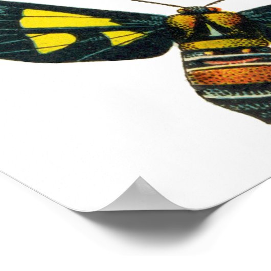Butterflies Beetle Bugs snijdt collage kunst Poster (Hoek)