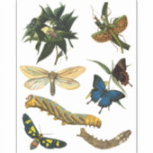 Butterflies Beetle Bugs snijdt collage kunst Sticker (Voorkant)