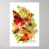 Butterflies & Beetles Poster (Voorkant)