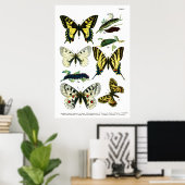 Butterflies Bord I 24 x 36 inch Poster (Thuiskantoor)