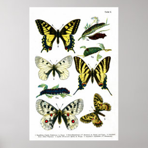 Butterflies Bord I 24 x 36 inch Poster