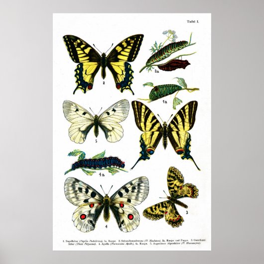 Butterflies Bord I 24 x 36 inch Poster (Voorkant)