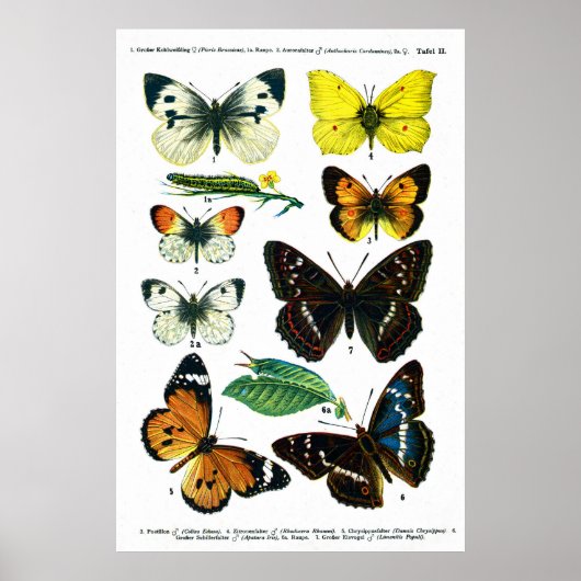 Butterflies Bord II 24-inch x 36-inch Poster (Voorkant)