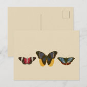 Butterflies Briefkaart (Voorkant / Achterkant)
